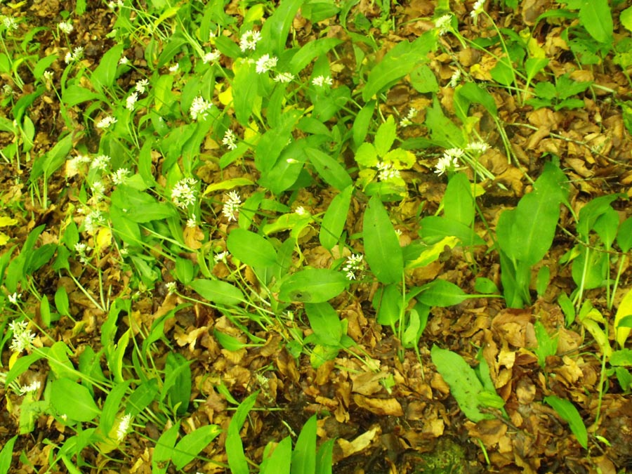 Allium ursinum